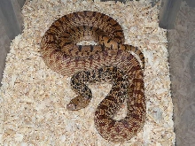 Pituophis what? 03