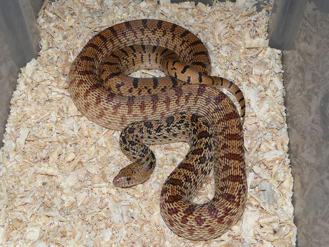 Pituophis what? 03