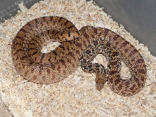 Pituophis what? 02