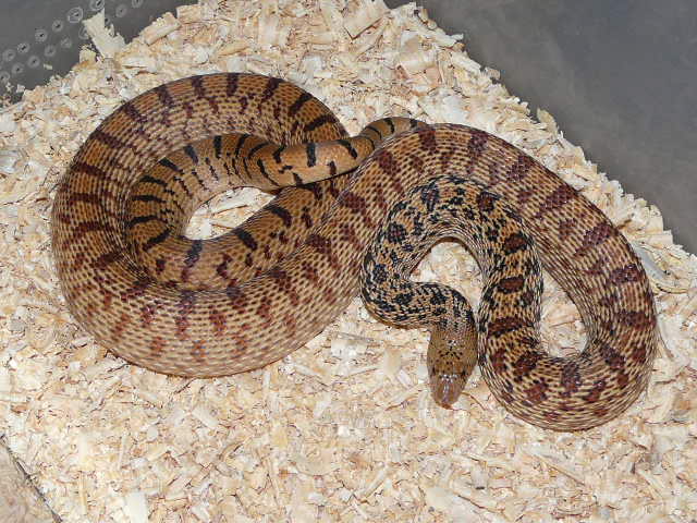 Pituophis what? 02