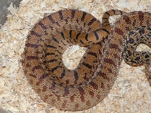 Pituophis what? 05