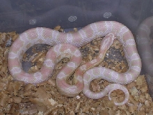 gut snow