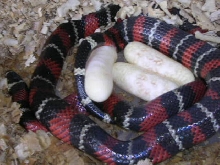 hondurensis eggs