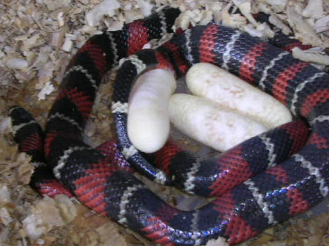 hondurensis eggs
