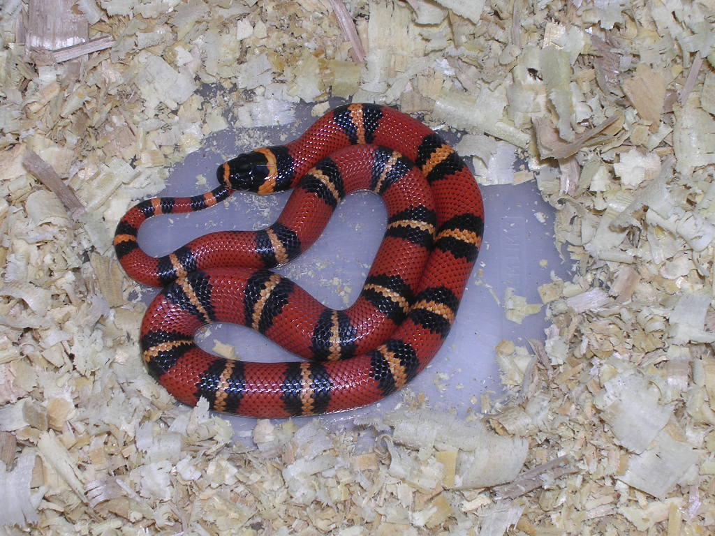 hondurensis tangerine?