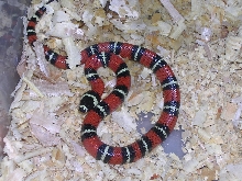 normal hondurensis