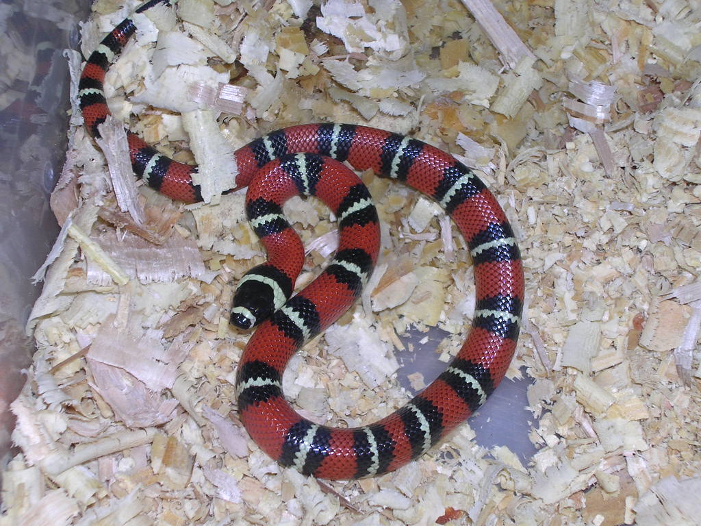 normal hondurensis