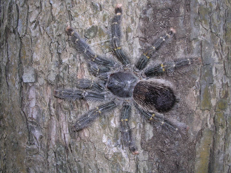 Amazonas Tarantula