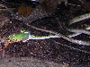 Amazonas snake eating a frog