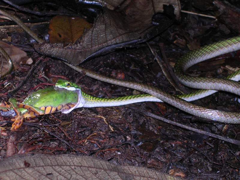 Amazonas snake eating a frog