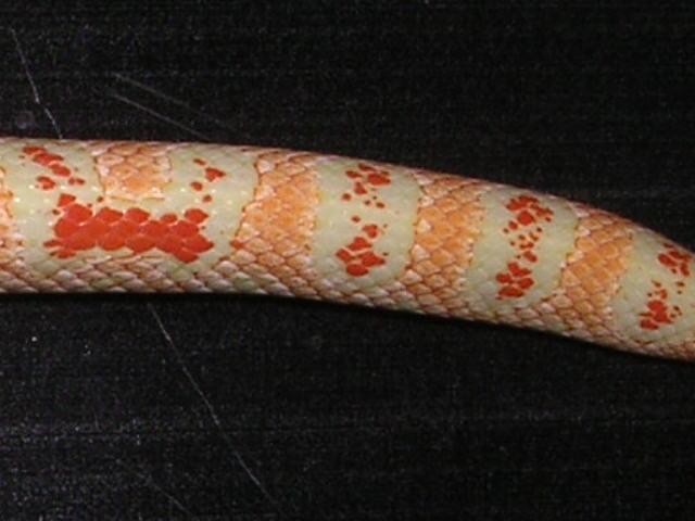 Okeetee reverse 01