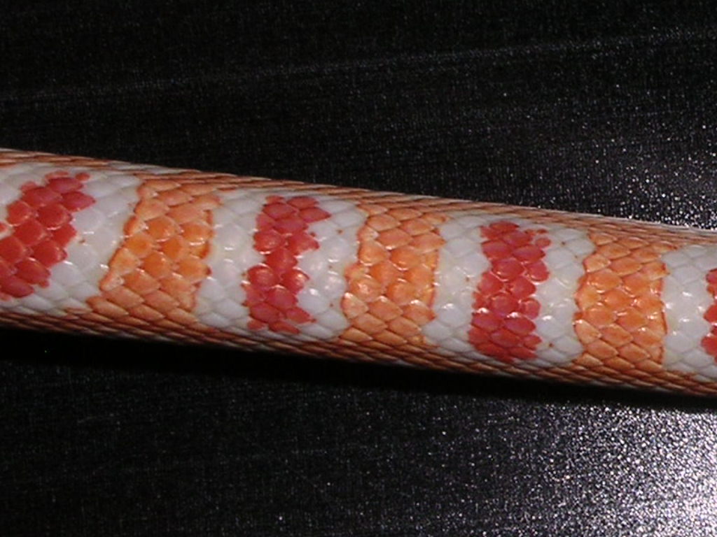 Okeetee reverse 02