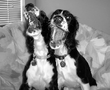 Dixie and Shelby "Duet"