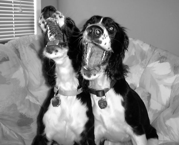 Dixie and Shelby "Duet"