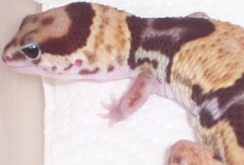 Isis our new female