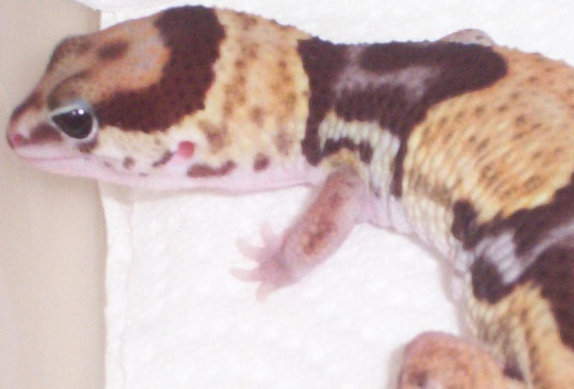 Isis our new female