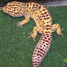 Spot