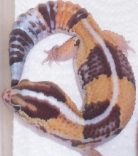 Valencio