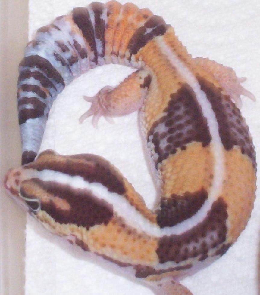 Valencio