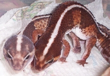 Male and Femal Fat-tail