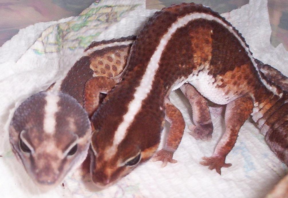 Male and Femal Fat-tail