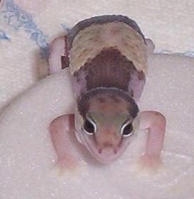 African Fattail