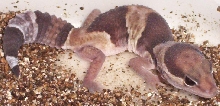 Snickerdoodle6