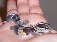 Zipper2