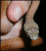 Savu Python