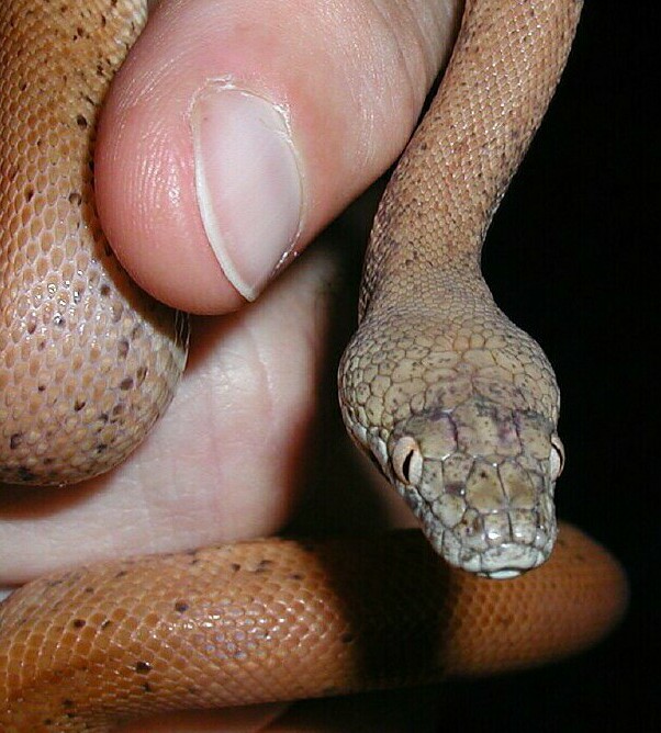 Savu Python