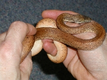 Aee on Dad's hand