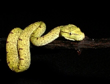 Konori out on a branch
