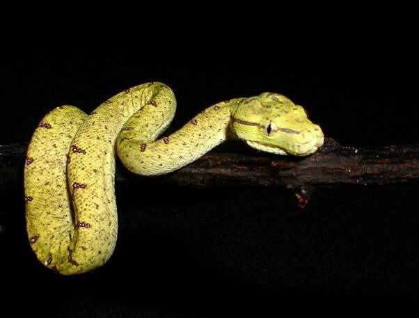 Konori out on a branch