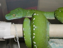 Konori from the side