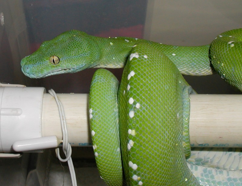 Konori from the side