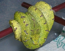 Konori 2