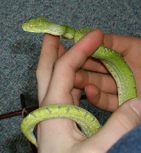 Handling Konori Close-up
