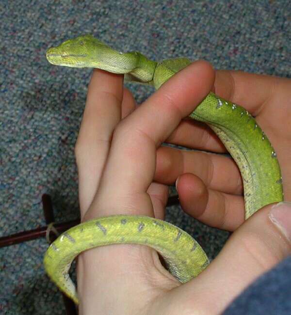 Handling Konori Close-up