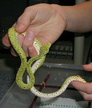 Holding Konori 1