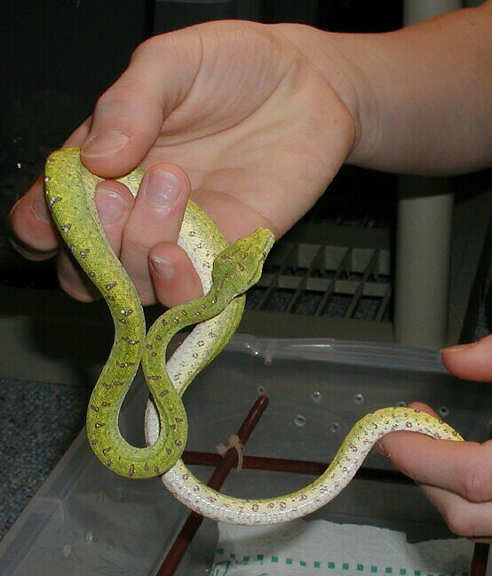 Holding Konori 1