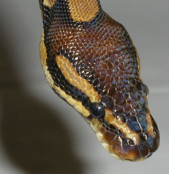 Kwaku