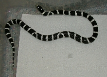Ysabel out while cleaning her enclosure