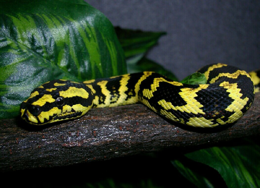 Tuki
