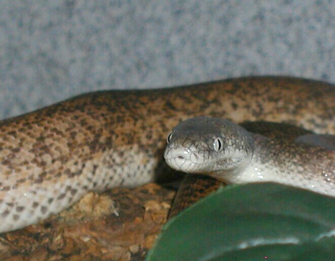 Savu Portrait