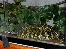 Tuki in her cage 2-20-06  1