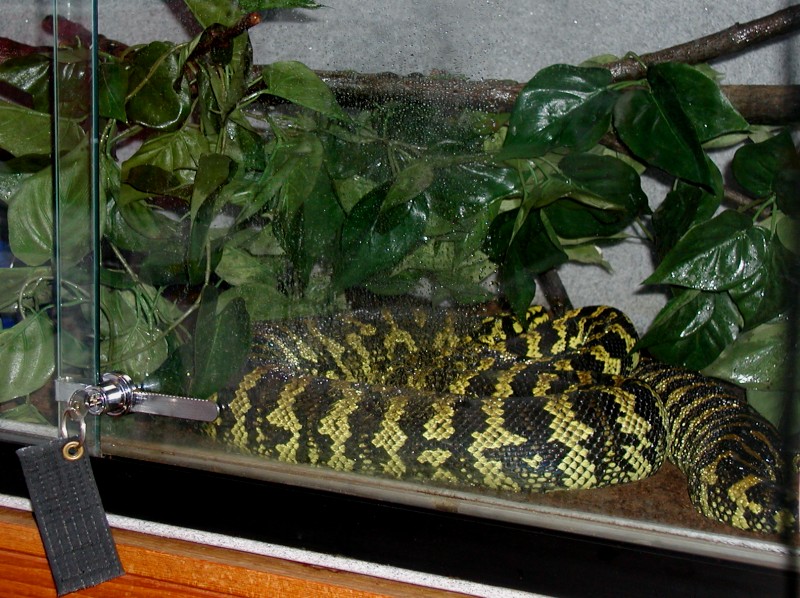 Tuki in her cage 2-20-06  1