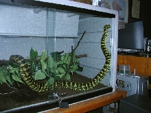 Tuki exploring her enclosure