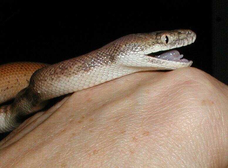 Aee open mouth-side