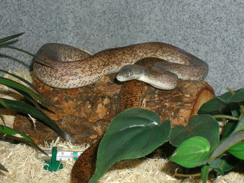 Savu in his cage 8-29-05