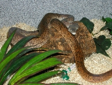 Savu in his cage 8-29-05 b